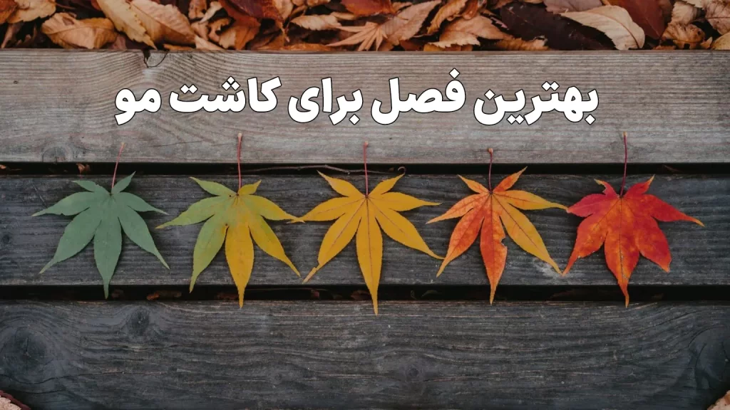 بهترین فصل کاشت مو