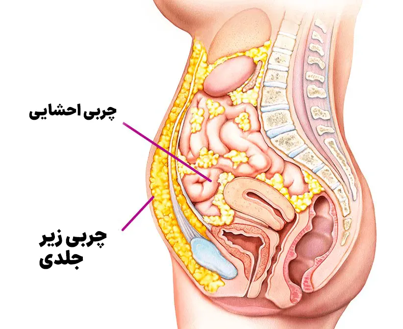 چربی احشایی و زیر جلدی