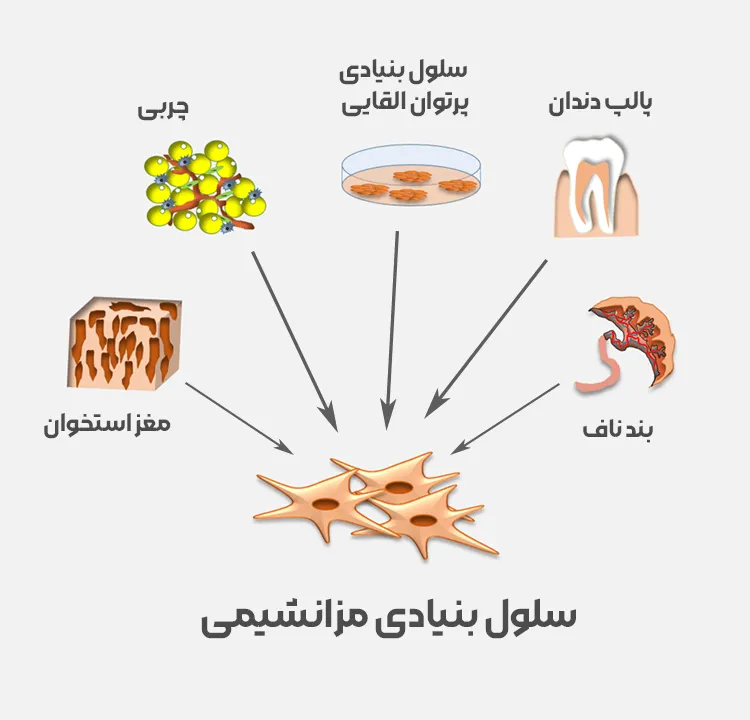 سلول‌ های بنیادی مزانشیمی